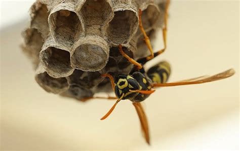 How to Get Rid of Paper Wasps: A Comprehensive Guide with FAQs